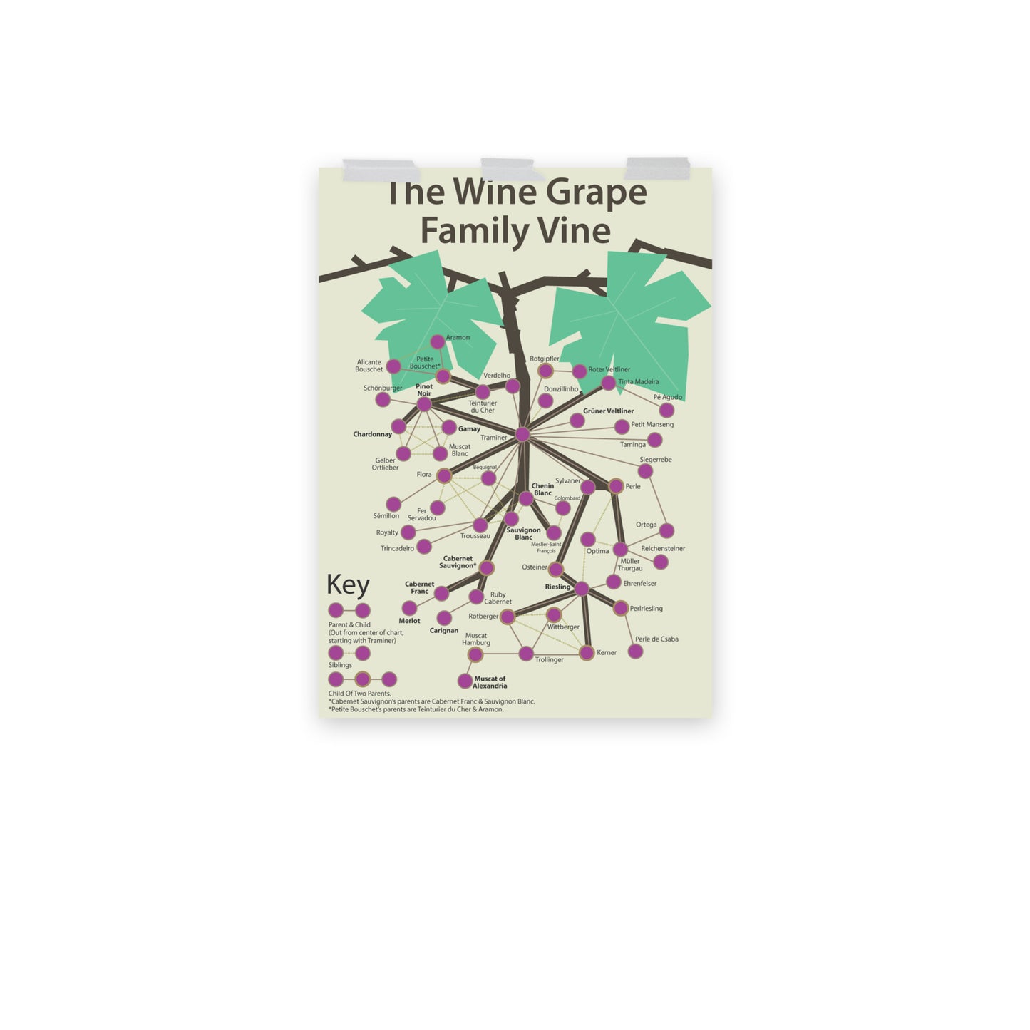 Poster pop chart The Wine Grape Family Vine DrinkandArt