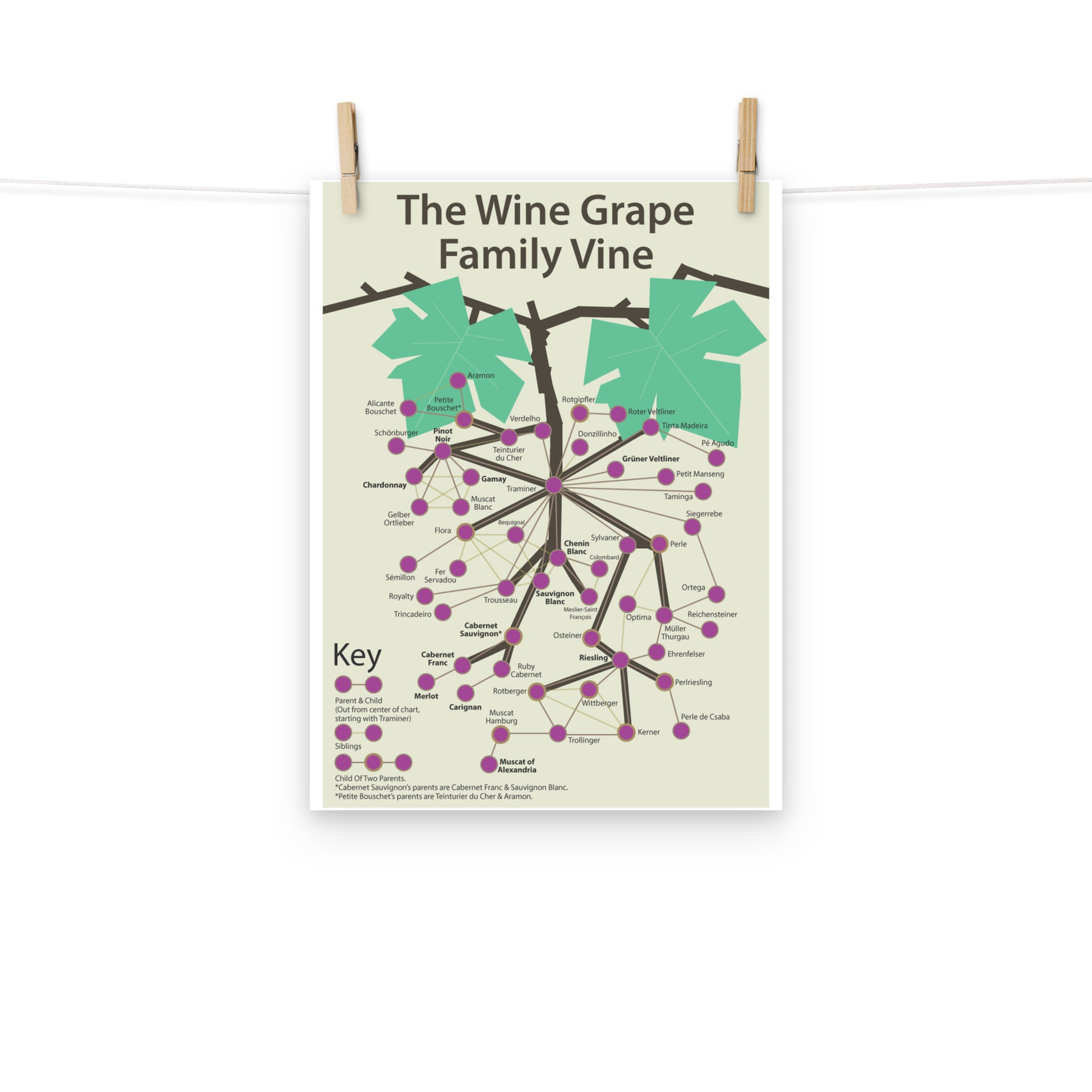 Poster pop chart The Wine Grape Family Vine DrinkandArt