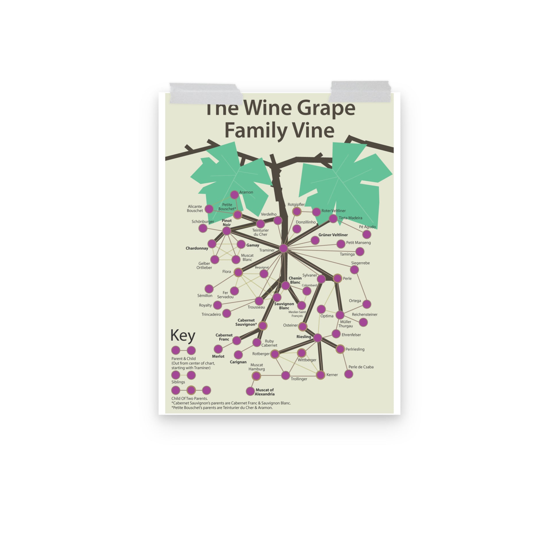 Poster pop chart The Wine Grape Family Vine DrinkandArt