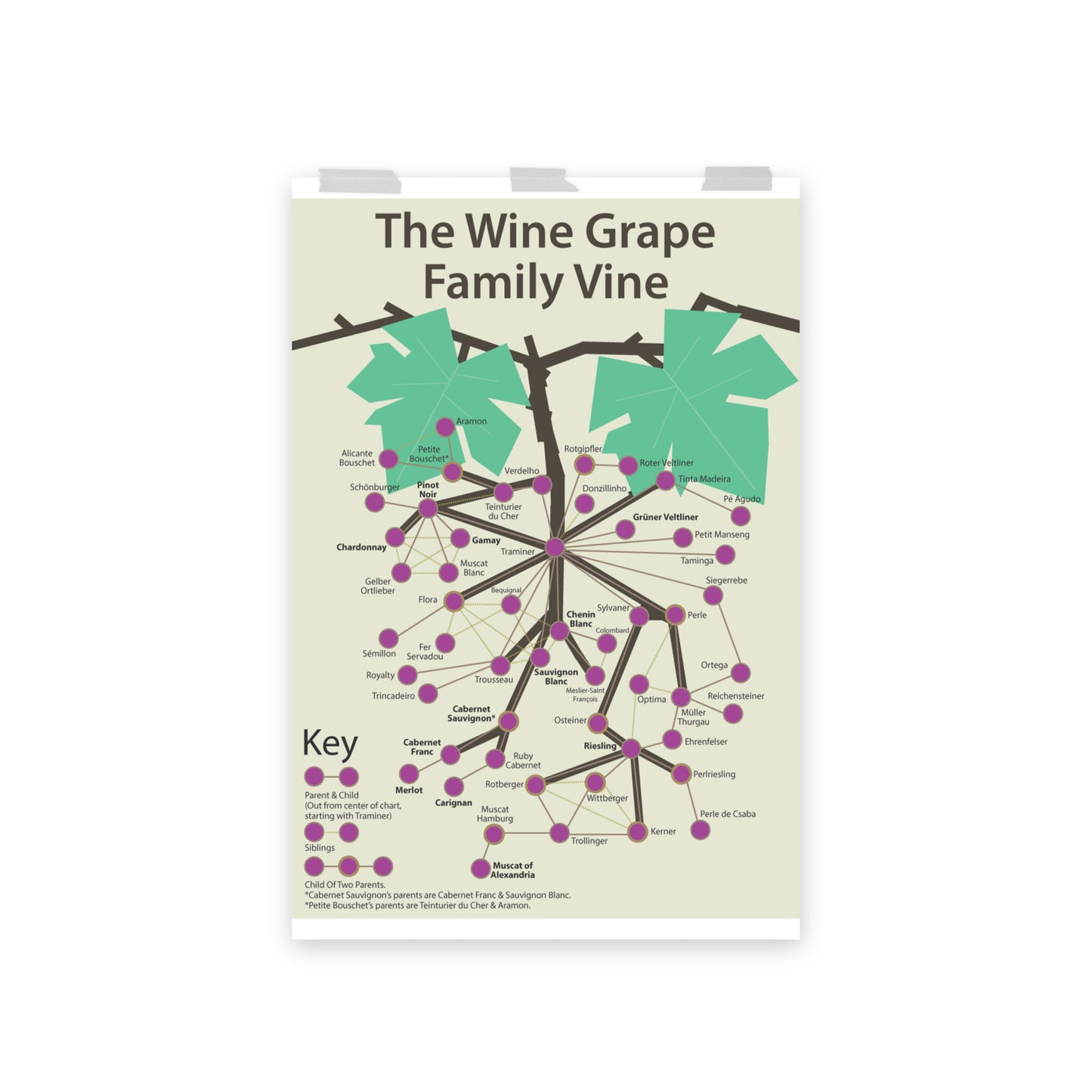 Poster pop chart The Wine Grape Family Vine DrinkandArt