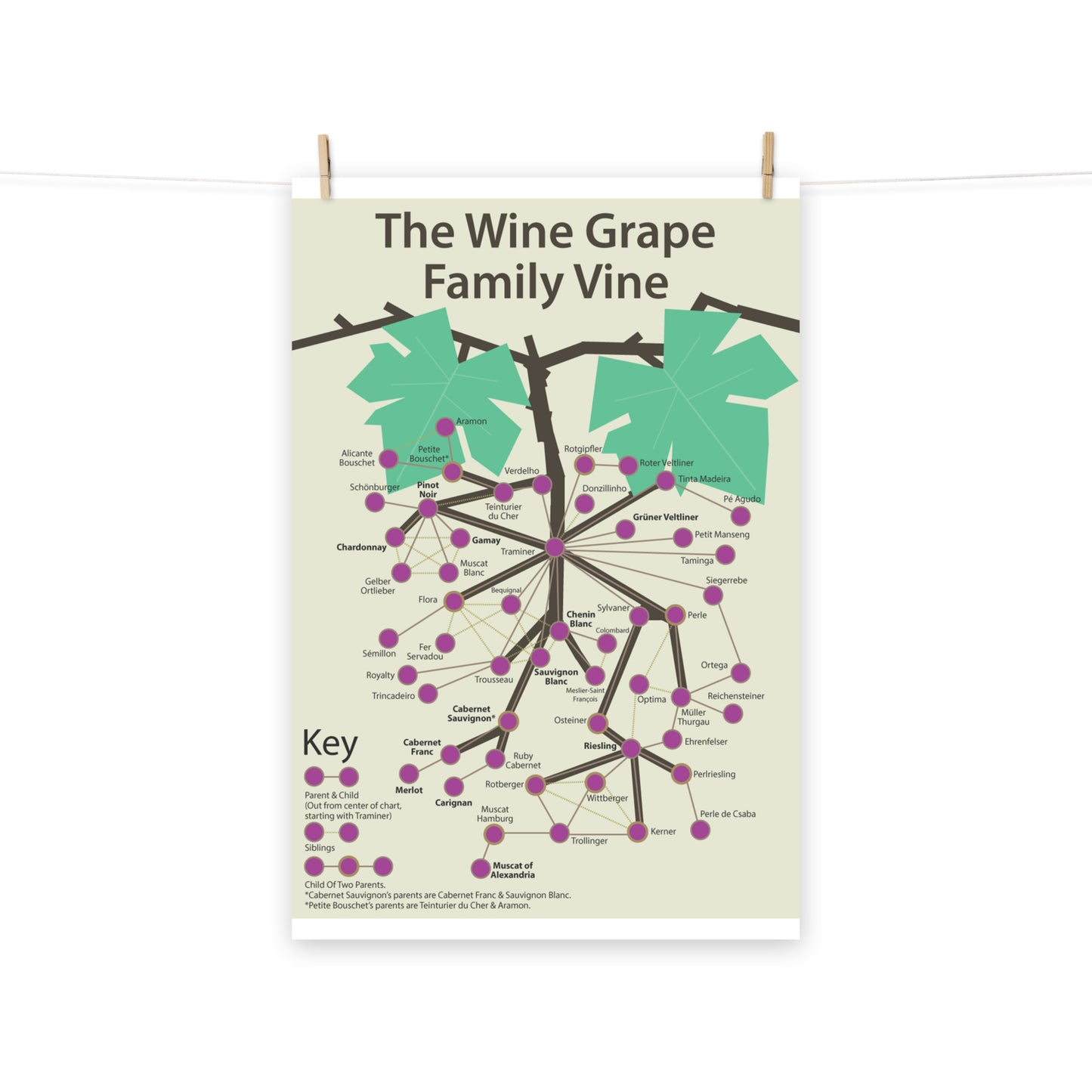 Poster pop chart The Wine Grape Family Vine DrinkandArt