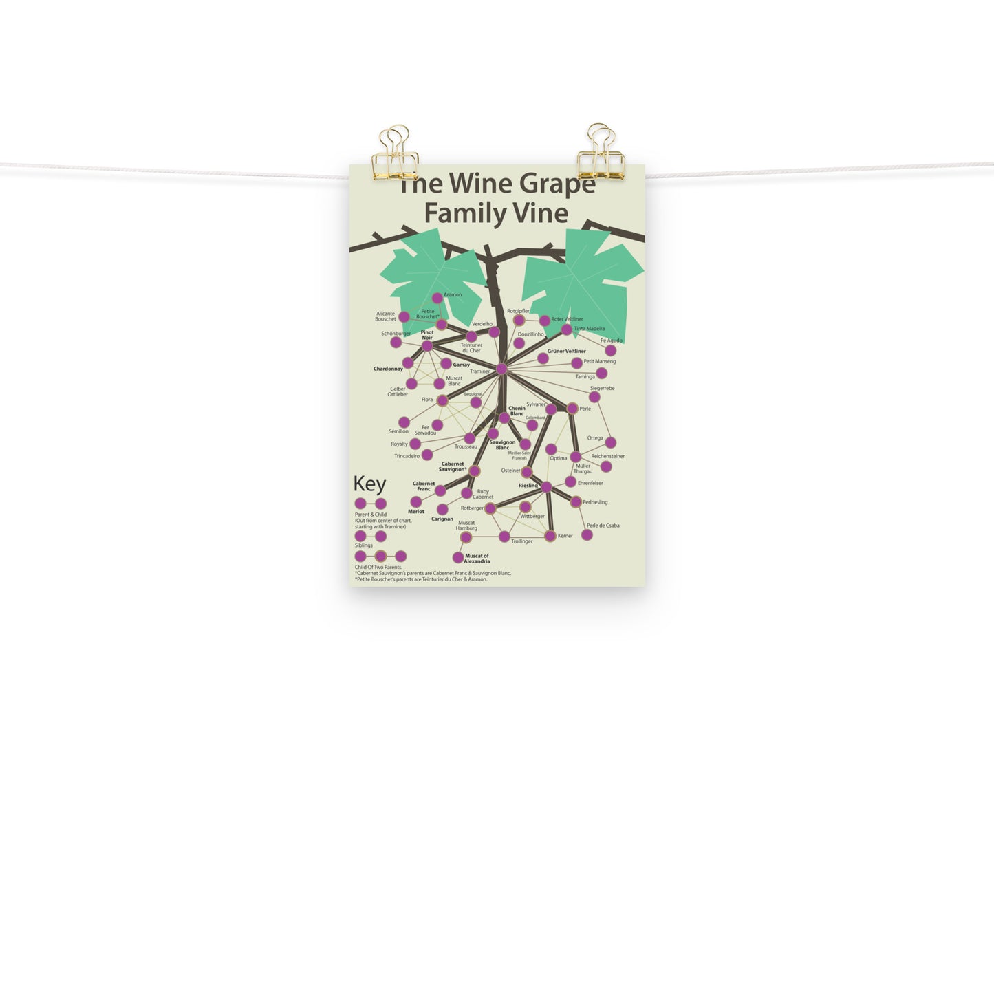 Poster pop chart The Wine Grape Family Vine DrinkandArt