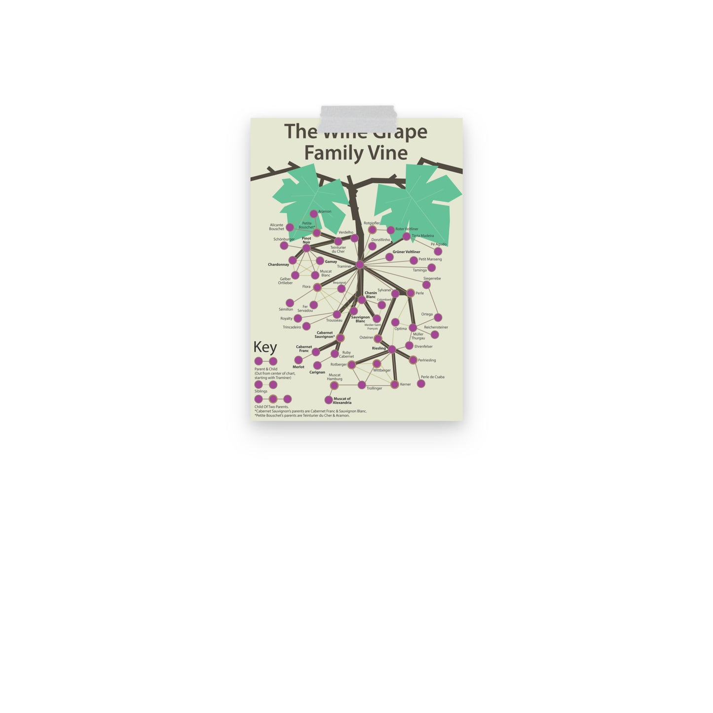 Poster pop chart The Wine Grape Family Vine DrinkandArt