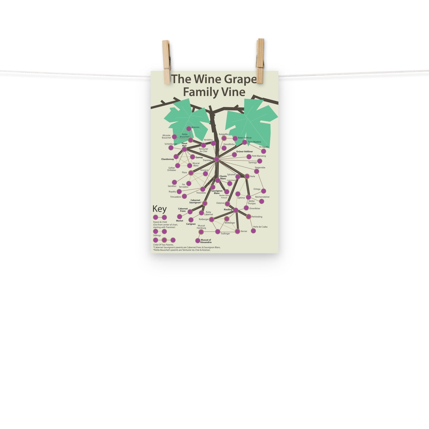 Poster pop chart The Wine Grape Family Vine DrinkandArt