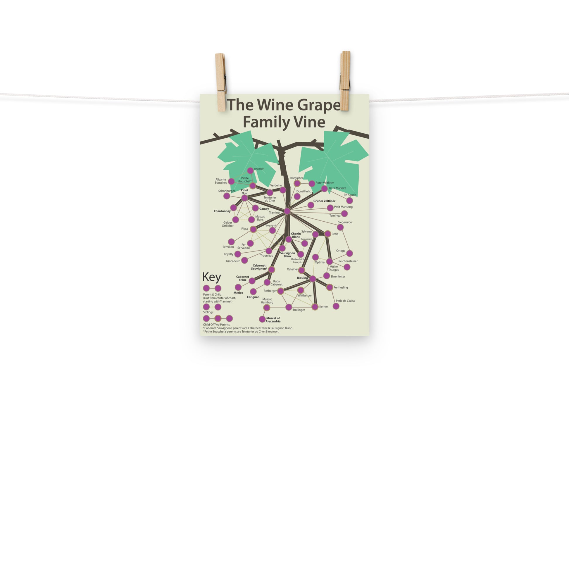 Poster pop chart The Wine Grape Family Vine DrinkandArt